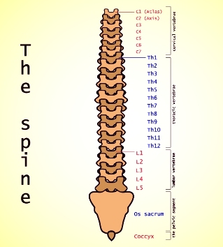 osteocondrosi lombare