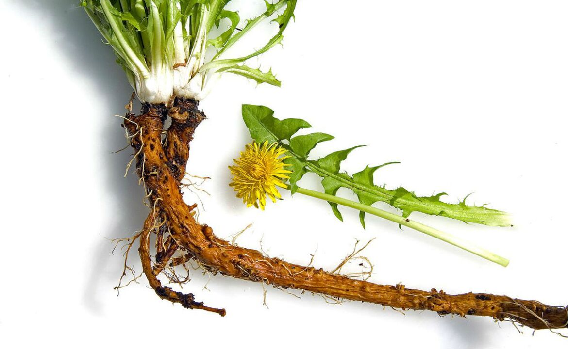 radice di tarassaco per il trattamento dell'osteocondrosi cervicale